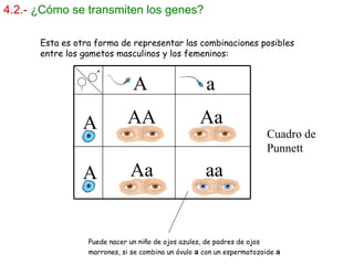 4.2.-   ¿Cómo se transmiten los genes? Puede nacer un niño de ojos azules, de padres de ojos marrones, si se combina un óvulo  a  con un espermatozoide  a A A  a A AA Aa Aa aa Esta es otra forma de representar las combinaciones posibles entre los gametos masculinos y los femeninos: Cuadro de Punnett 