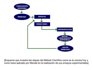 [Esquema que muestra las etapas del Método Científico como se le conoce hoy y como fuera aplicado por Mendel en la realización de sus ensayos experimentales]  