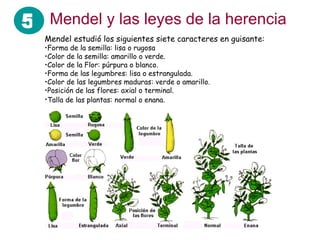 Mendel y las leyes de la herencia Mendel estudió los siguientes siete caracteres en guisante: Forma de la semilla: lisa o rugosa  Color de la semilla: amarillo o verde.  Color de la Flor: púrpura o blanco.  Forma de las legumbres: lisa o estrangulada.  Color de las legumbres maduras: verde o amarillo.  Posición de las flores: axial o terminal.  Talla de las plantas: normal o enana.   5 