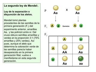 La segunda ley de Mendel: .  Ley de la   separación o disyunción de los alelos.   Mendel tomó plantas procedentes de las semillas de la primera generación (F 1 ) del experimento anterior, amarillas Aa,  y las polinizó entre sí. Del cruce obtuvo semillas amarillas y verdes en la proporción 3:1 (75% amarillas y 25% verdes). Así pues, aunque el alelo que determina la coloración verde de las semillas parecía haber desaparecido en la primera generación filial, vuelve a manifestarse en esta segunda generación.  Aa X AA Aa Aa aa P F 1 F 2 Gametos Aa A a A a A A a a 