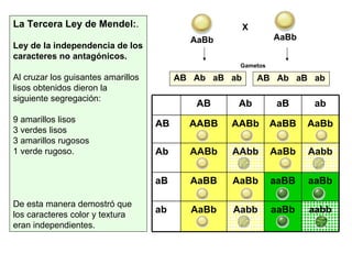 La Tercera Ley de Mendel: .  Ley de la independencia de los caracteres no antagónicos.   Al cruzar los guisantes amarillos lisos obtenidos dieron la siguiente segregación: 9 amarillos lisos 3 verdes lisos 3 amarillos rugosos 1 verde rugoso. De esta manera demostró que los caracteres color y textura eran independientes. AaBb X AB  Ab  aB  ab  AB  Ab  aB  ab  AaBb Gametos aabb aaBb Aabb AaBb ab aaBb aaBB AaBb AaBB aB Aabb AaBb AAbb AABb Ab AaBb AaBB AABb AABB AB ab aB Ab AB 