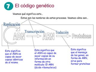 El código genético Esto significa que el ADN es capaz de sacar copias idénticas de sí mismo Esto significa que el ADN es capaz de sacar copias de su información en forma de otra molécula: El ARN (ácido ribonucleico) Esto significa que el mensaje de los genes, en forma de ARN, sirve para formar proteínas Veamos qué significa esto… Replicación Transcripción Traducción Estos son los nombres de estos procesos. Veamos cómo son… 7 ADN ARN Proteínas 