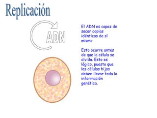 Replicación ADN El ADN es capaz de sacar copias idénticas de sí mismo Esto ocurre antes de que la célula se divida. Esto es lógico, puesto que las células hijas deben llevar toda la información genética. 