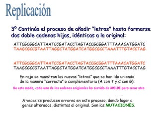 Replicación 3º Continúa el proceso de añadir “letras” hasta formarse dos doble cadenas hijas, idénticas a la original: ATTCGCGGCATTAATCCGATACCTAGTACCGCGGATTTAAACATGGATC TAAGCGCCGTAATTAGGCTATGGATCATGGCGCCTAAATTTGTACCTAG ATTCGCGGCATTAATCCGATACCTAGTACCGCGGATTTAAACATGGATC TAAGCGCCGTAATTAGGCTATGGATCATGGCGCCTAAATTTGTACCTAG En rojo se muestran las nuevas “letras” que se han ido uniendo de la manera “correcta” o complementaria (A con T y C con G). De este modo, cada una de las cadenas originales ha servido de MOLDE para crear otra A veces se producen errores en este proceso, dando lugar a genes alterados, distintos al original. Son las  MUTACIONES . 