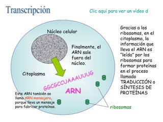 Transcripción GGCGCCUAAAUUUG Finalmente, el ARN sale fuera del núcleo. Gracias a los ribosomas, en el citoplasma, la información que lleva el ARN es “leída” por los ribosomas para formar proteínas en el proceso llamado TRADUCCIÓN o SÍNTESIS DE PROTEÍNAS ARN ribosomas Este ARN también se llama  ARN mensajero , porque lleva un mensaje para fabricar proteínas. Núcleo celular Citoplasma Clic aquí para ver un vídeo de la Transcripción 