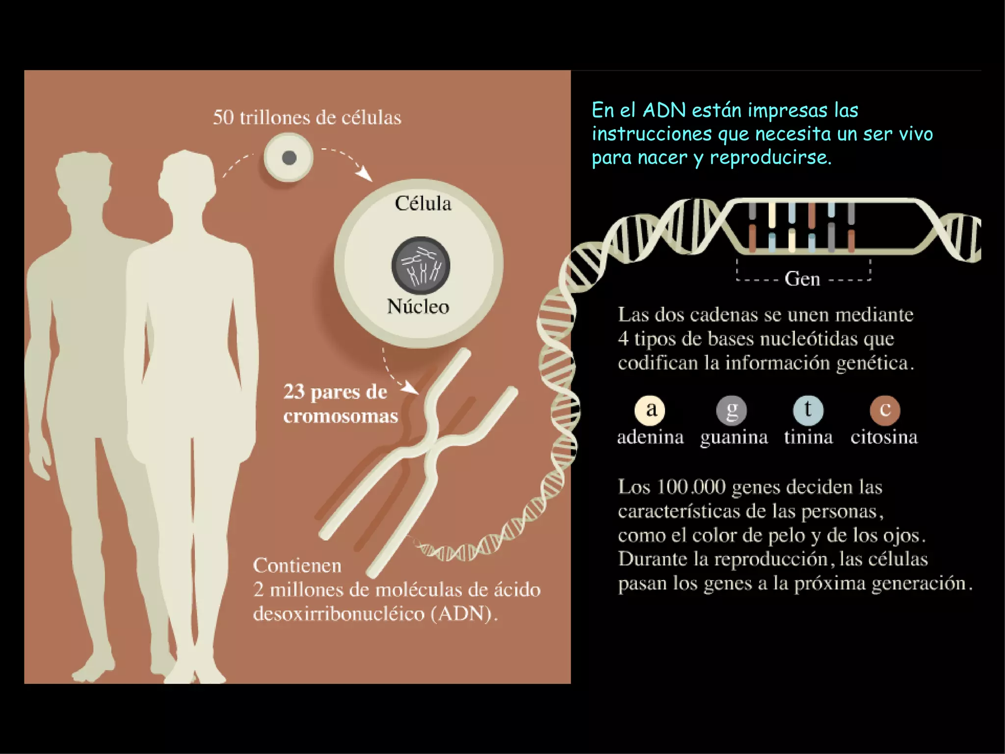 En el ADN están impresas las instrucciones que necesita un ser vivo para nacer y reproducirse. 