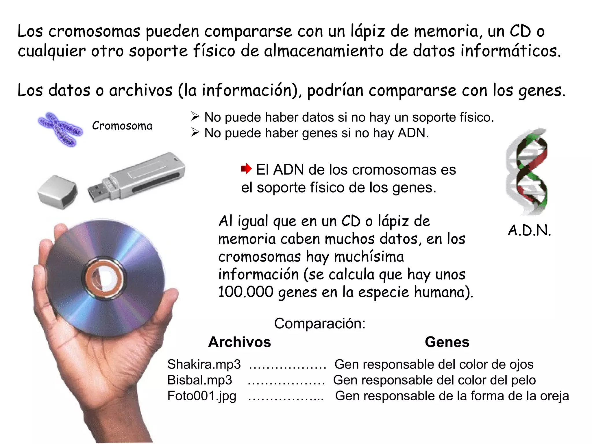Los cromosomas pueden compararse con un lápiz de memoria, un CD o cualquier otro soporte físico de almacenamiento de datos informáticos. Los datos o archivos (la información), podrían compararse con los genes. Al igual que en un CD o lápiz de memoria caben muchos datos, en los cromosomas hay muchísima información (se calcula que hay unos 100.000 genes en la especie humana). No puede haber datos si no hay un soporte físico. No puede haber genes si no hay ADN. El ADN de los cromosomas es el soporte físico de los genes. Shakira.mp3  ………………  Gen responsable del color de ojos Bisbal.mp3  ………………  Gen responsable del color del pelo Foto001.jpg  ……………...  Gen responsable de la forma de la oreja Cromosoma Archivos  Genes Comparación: A.D.N. 
