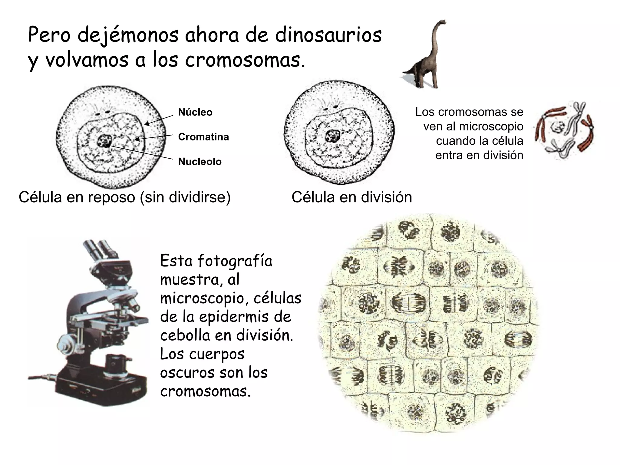 Pero dejémonos ahora de dinosaurios y volvamos a los cromosomas. Célula en reposo (sin dividirse)  Célula en división Los cromosomas se ven al microscopio cuando la célula entra en división Núcleo Cromatina Nucleolo Esta fotografía muestra, al microscopio, células de la epidermis de cebolla en división. Los cuerpos oscuros son los cromosomas. 