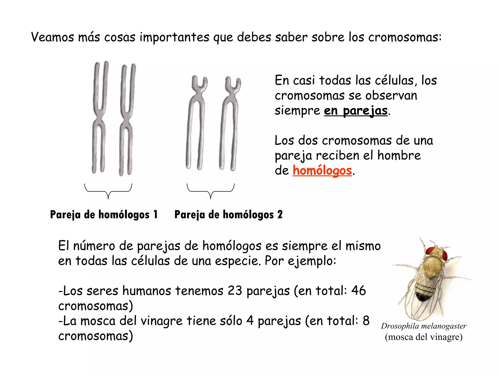 Veamos más cosas importantes que debes saber sobre los cromosomas: En casi todas las células, los cromosomas se observan siempre  en parejas . Los dos cromosomas de una pareja reciben el hombre de  homólogos . Pareja de homólogos 1  Pareja de homólogos 2 El número de parejas de homólogos es siempre el mismo en todas las células de una especie. Por ejemplo: Los seres humanos tenemos 23 parejas (en total: 46 cromosomas) La mosca del vinagre tiene sólo 4 parejas (en total: 8 cromosomas) Drosophila melanogaster (mosca del vinagre) 