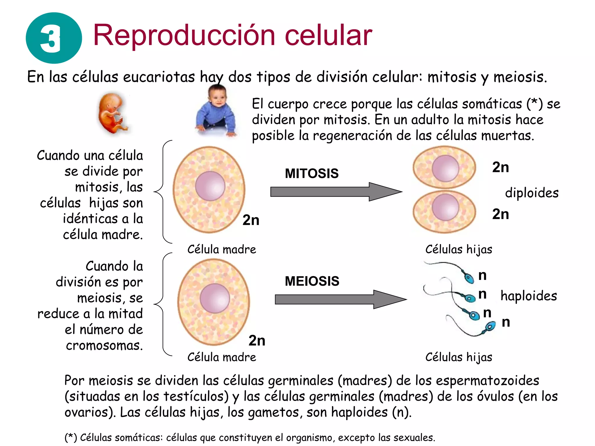Reproducción celular En las células eucariotas hay dos tipos de división celular: mitosis y meiosis. Célula madre Células hijas MITOSIS MEIOSIS 2n 2n 2n 2n n n n n Cuando una célula se divide por mitosis, las células  hijas son idénticas a la célula madre. Cuando la división es por meiosis, se reduce a la mitad el número de cromosomas. diploides haploides Por meiosis se dividen las células germinales (madres) de los espermatozoides (situadas en los testículos) y las células germinales (madres) de los óvulos (en los ovarios). Las células hijas, los gametos, son haploides (n). (*) Células somáticas: células que constituyen el organismo, excepto las sexuales. El cuerpo crece porque las células somáticas (*) se dividen por mitosis. En un adulto la mitosis hace posible la regeneración de las células muertas. Célula madre Células hijas 3 