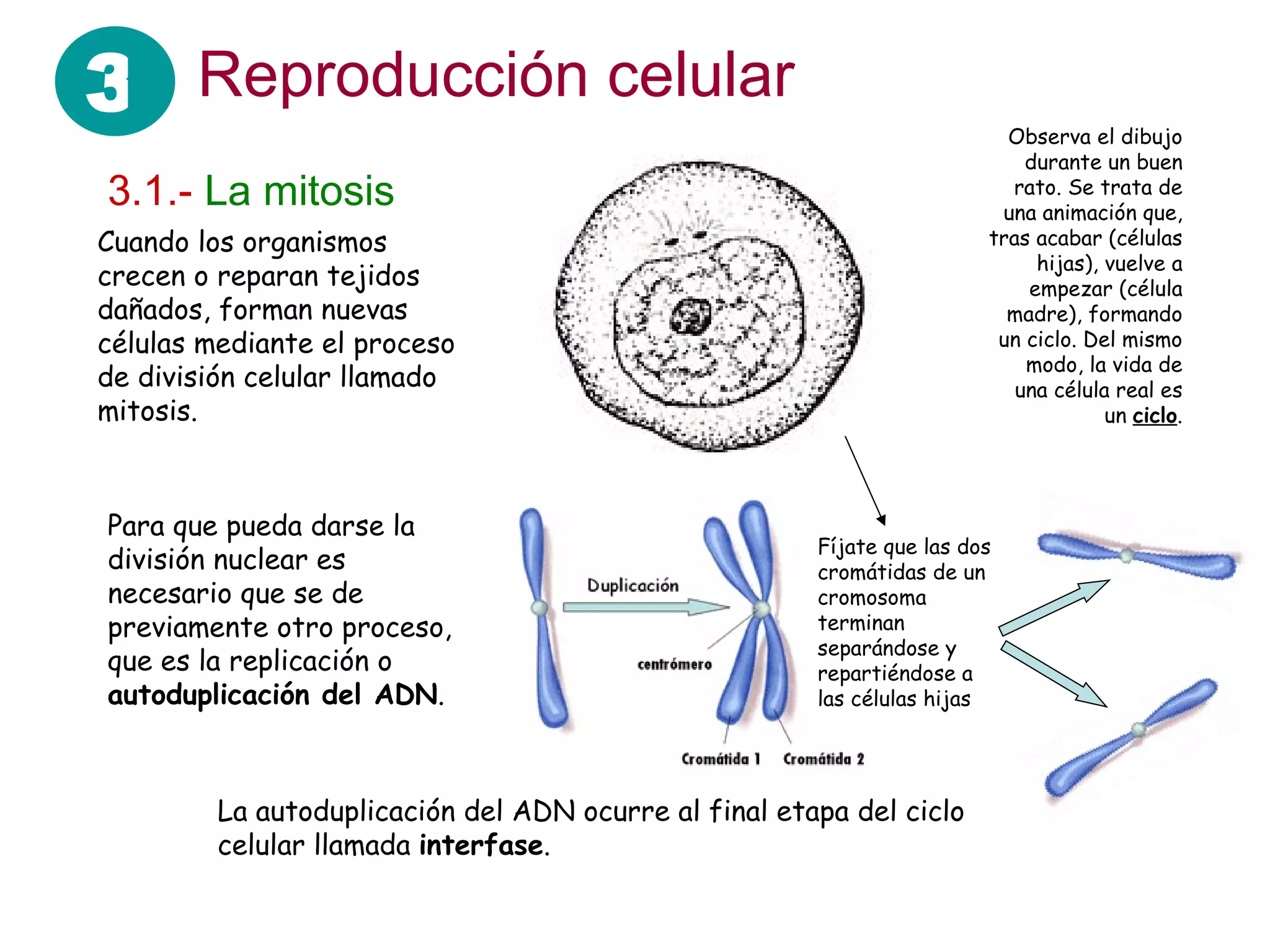 Reproducción celular Cuando los organismos crecen o reparan tejidos dañados, forman nuevas células mediante el proceso de división celular llamado mitosis.  3.1.-   La mitosis Para que pueda darse la división nuclear es necesario que se de previamente otro proceso, que es la replicación o  autoduplicación del ADN . Observa el dibujo durante un buen rato. Se trata de una animación que, tras acabar (células hijas), vuelve a empezar (célula madre), formando un ciclo. Del mismo modo, la vida de una célula real es un  ciclo . Fíjate que las dos cromátidas de un cromosoma terminan separándose y repartiéndose a las células hijas La autoduplicación del ADN ocurre al final etapa del ciclo celular llamada  interfase . 3 