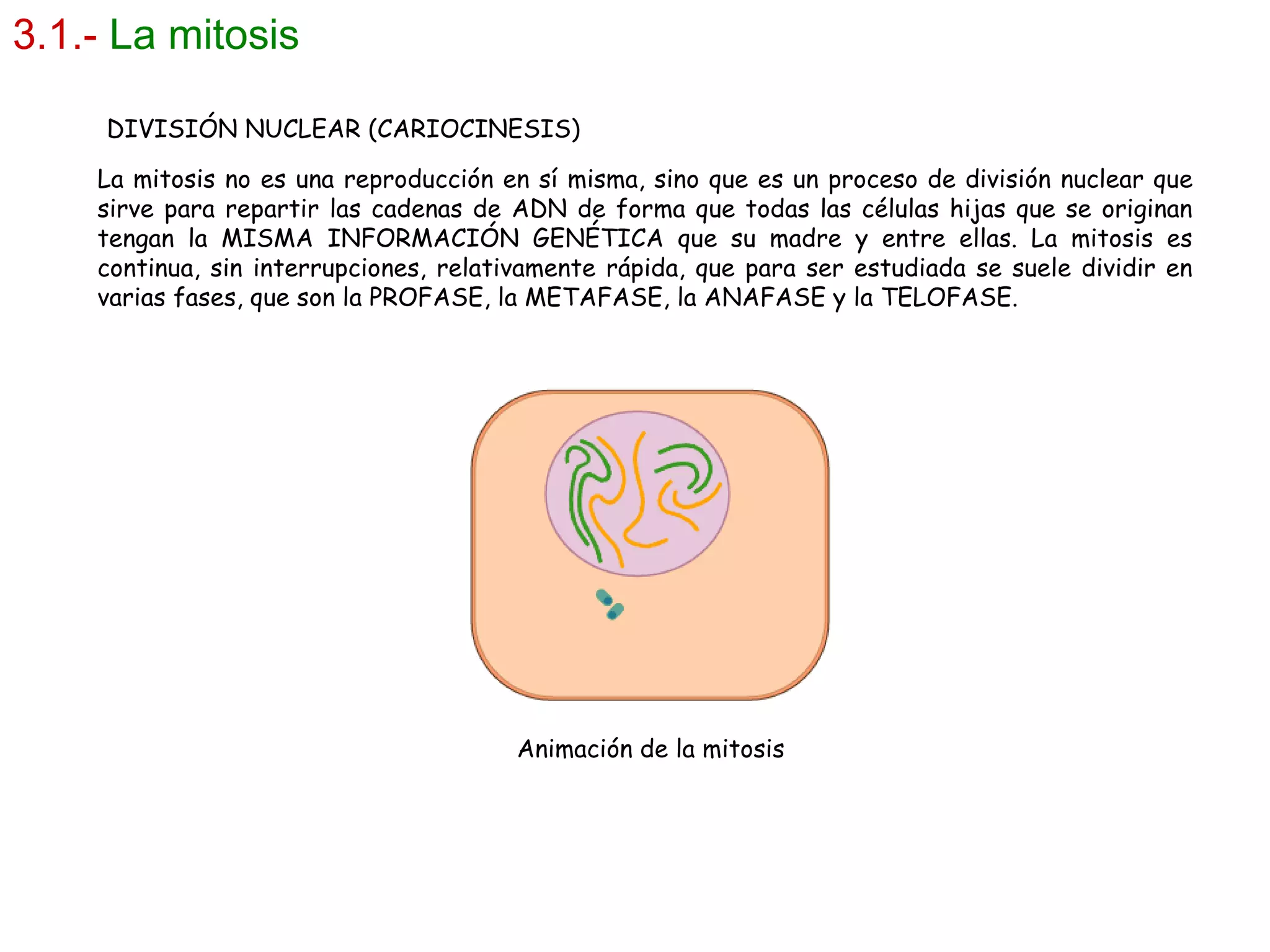 3.1.-   La mitosis La mitosis no es una reproducción en sí misma, sino que es un proceso de división nuclear que sirve para repartir las cadenas de ADN de forma que todas las células hijas que se originan tengan la MISMA INFORMACIÓN GENÉTICA que su madre y entre ellas. La mitosis es continua, sin interrupciones, relativamente rápida, que para ser estudiada se suele dividir en varias fases, que son la PROFASE, la METAFASE, la ANAFASE y la TELOFASE. DIVISIÓN NUCLEAR (CARIOCINESIS)  Animación de la mitosis  