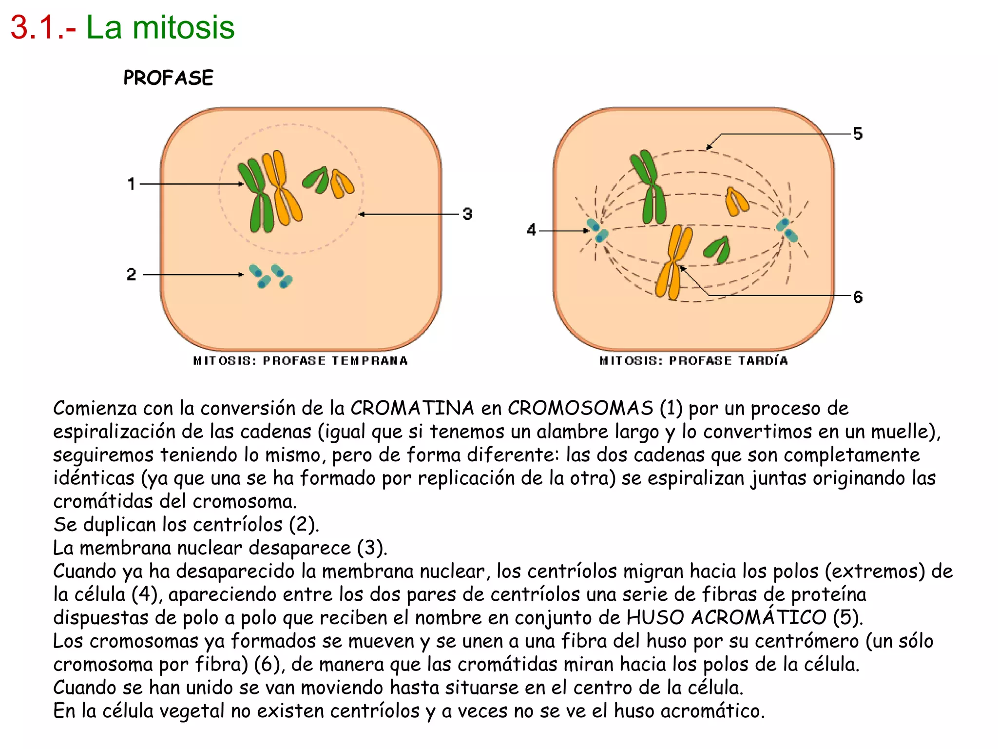 Comienza con la conversión de la CROMATINA en CROMOSOMAS (1) por un proceso de espiralización de las cadenas (igual que si tenemos un alambre largo y lo convertimos en un muelle), seguiremos teniendo lo mismo, pero de forma diferente: las dos cadenas que son completamente idénticas (ya que una se ha formado por replicación de la otra) se espiralizan juntas originando las cromátidas del cromosoma. Se duplican los centríolos (2). La membrana nuclear desaparece (3). Cuando ya ha desaparecido la membrana nuclear, los centríolos migran hacia los polos (extremos) de la célula (4), apareciendo entre los dos pares de centríolos una serie de fibras de proteína dispuestas de polo a polo que reciben el nombre en conjunto de HUSO ACROMÁTICO (5). Los cromosomas ya formados se mueven y se unen a una fibra del huso por su centrómero (un sólo cromosoma por fibra) (6), de manera que las cromátidas miran hacia los polos de la célula. Cuando se han unido se van moviendo hasta situarse en el centro de la célula.  En la célula vegetal no existen centríolos y a veces no se ve el huso acromático. 3.1.-   La mitosis PROFASE 