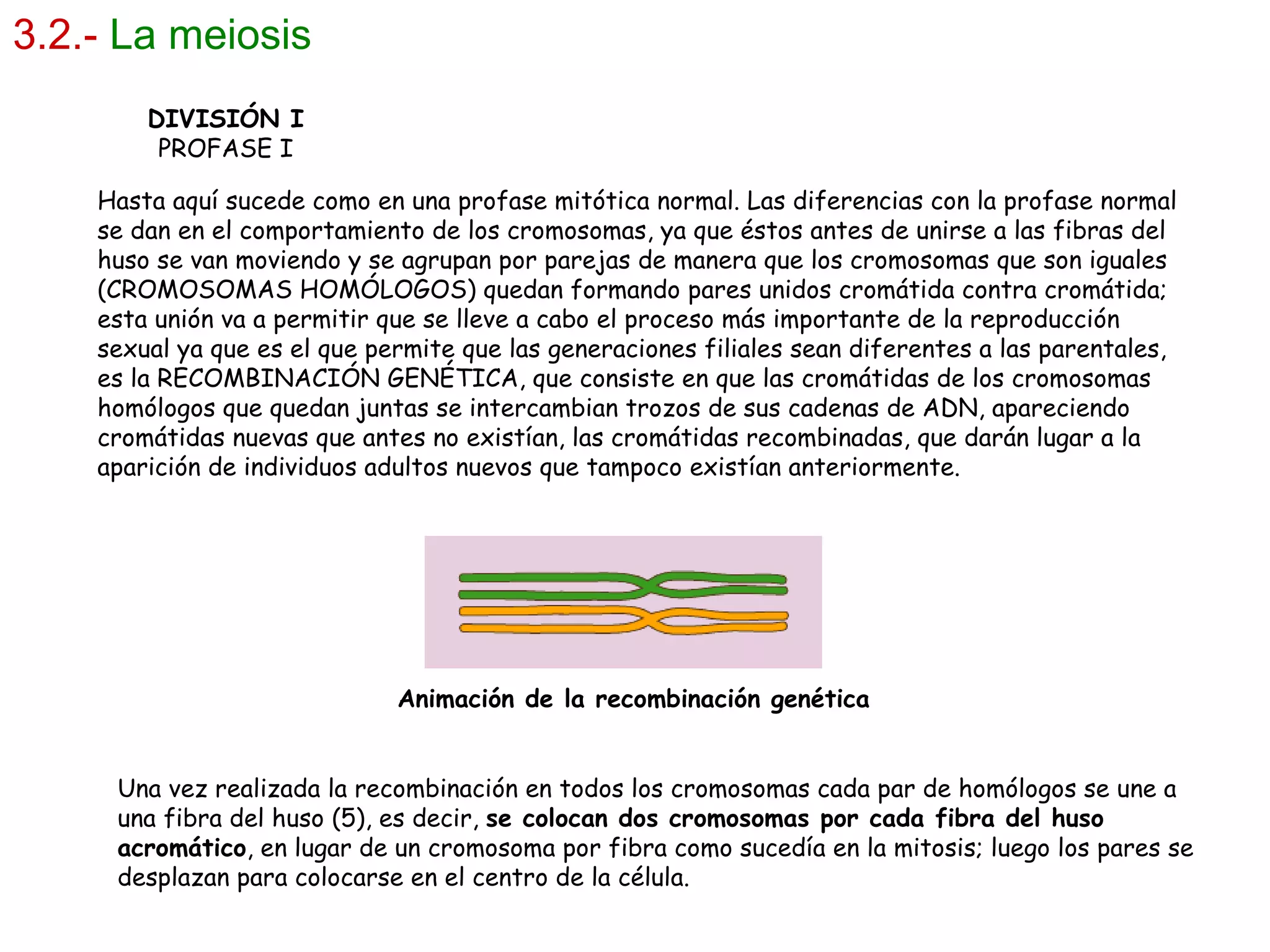 3.2.-   La meiosis DIVISIÓN I PROFASE I Hasta aquí sucede como en una profase mitótica normal. Las diferencias con la profase normal se dan en el comportamiento de los cromosomas, ya que éstos antes de unirse a las fibras del huso se van moviendo y se agrupan por parejas de manera que los cromosomas que son iguales (CROMOSOMAS HOMÓLOGOS) quedan formando pares unidos cromátida contra cromátida; esta unión va a permitir que se lleve a cabo el proceso más importante de la reproducción sexual ya que es el que permite que las generaciones filiales sean diferentes a las parentales, es la RECOMBINACIÓN GENÉTICA, que consiste en que las cromátidas de los cromosomas homólogos que quedan juntas se intercambian trozos de sus cadenas de ADN, apareciendo cromátidas nuevas que antes no existían, las cromátidas recombinadas, que darán lugar a la aparición de individuos adultos nuevos que tampoco existían anteriormente. Animación de la recombinación genética Una vez realizada la recombinación en todos los cromosomas cada par de homólogos se une a una fibra del huso (5), es decir,  se colocan dos cromosomas por cada fibra del huso acromático , en lugar de un cromosoma por fibra como sucedía en la mitosis; luego los pares se desplazan para colocarse en el centro de la célula. 