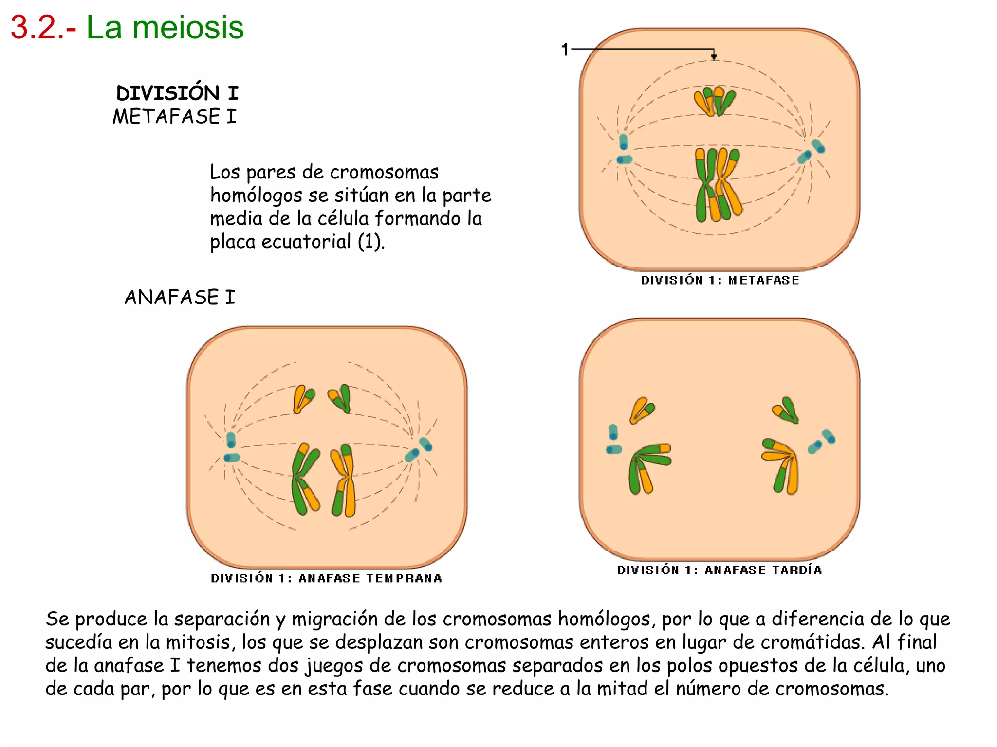 3.2.-   La meiosis DIVISIÓN I METAFASE I  Los pares de cromosomas homólogos se sitúan en la parte media de la célula formando la placa ecuatorial (1). ANAFASE I  Se produce la separación y migración de los cromosomas homólogos, por lo que a diferencia de lo que sucedía en la mitosis, los que se desplazan son cromosomas enteros en lugar de cromátidas. Al final de la anafase I tenemos dos juegos de cromosomas separados en los polos opuestos de la célula, uno de cada par, por lo que es en esta fase cuando se reduce a la mitad el número de cromosomas. 