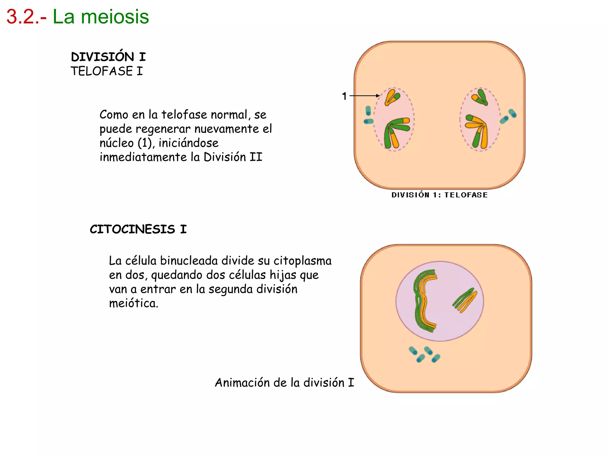 3.2.-   La meiosis DIVISIÓN I TELOFASE I  Como en la telofase normal, se puede regenerar nuevamente el núcleo (1), iniciándose inmediatamente la División II CITOCINESIS I   La célula binucleada divide su citoplasma en dos, quedando dos células hijas que van a entrar en la segunda división meiótica. Animación de la división I  