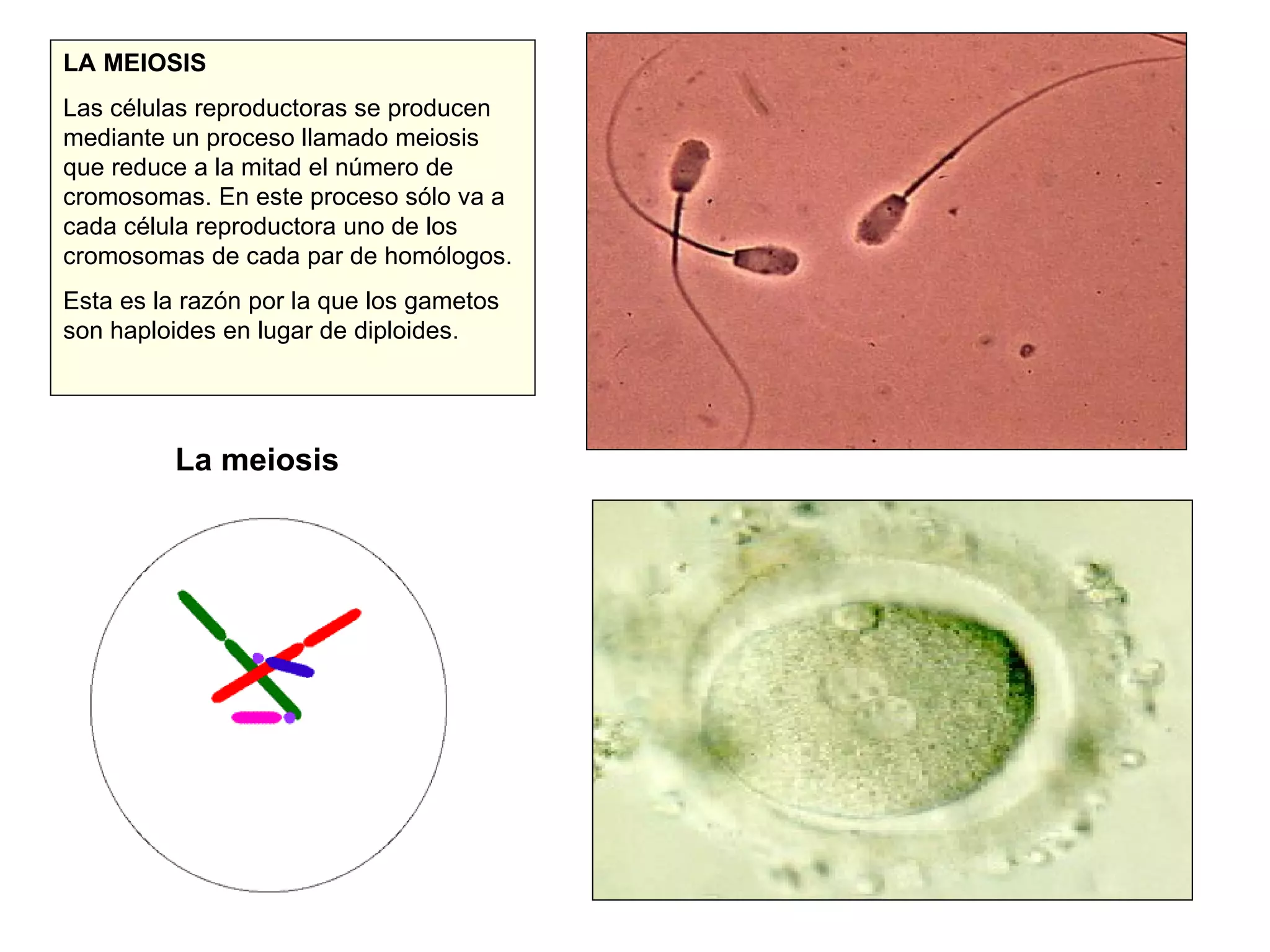 LA MEIOSIS Las células reproductoras se producen mediante un proceso llamado meiosis que reduce a la mitad el número de cromosomas. En este proceso sólo va a cada célula reproductora uno de los cromosomas de cada par de homólogos. Esta es la razón por la que los gametos son haploides en lugar de diploides. La meiosis 