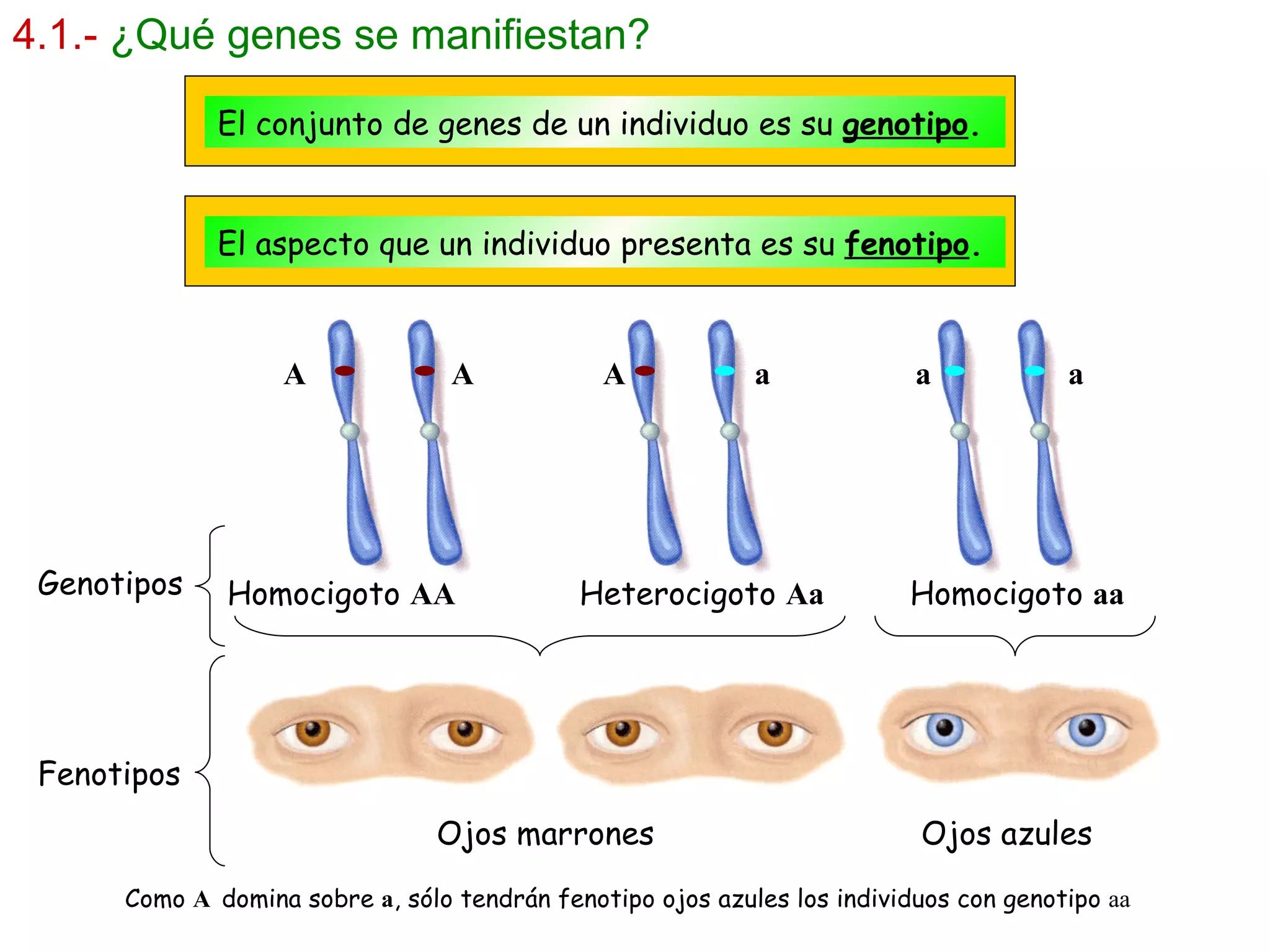 4.1.-   ¿Qué genes se manifiestan? El conjunto de genes de un individuo es su  genotipo . El aspecto que un individuo presenta es su  fenotipo . Homocigoto  AA   Heterocigoto  Aa   Homocigoto  aa Genotipos Fenotipos Ojos marrones  Ojos azules Como  A   domina sobre  a , sólo tendrán fenotipo ojos azules los individuos con genotipo  aa A  A  A  a  a  a 