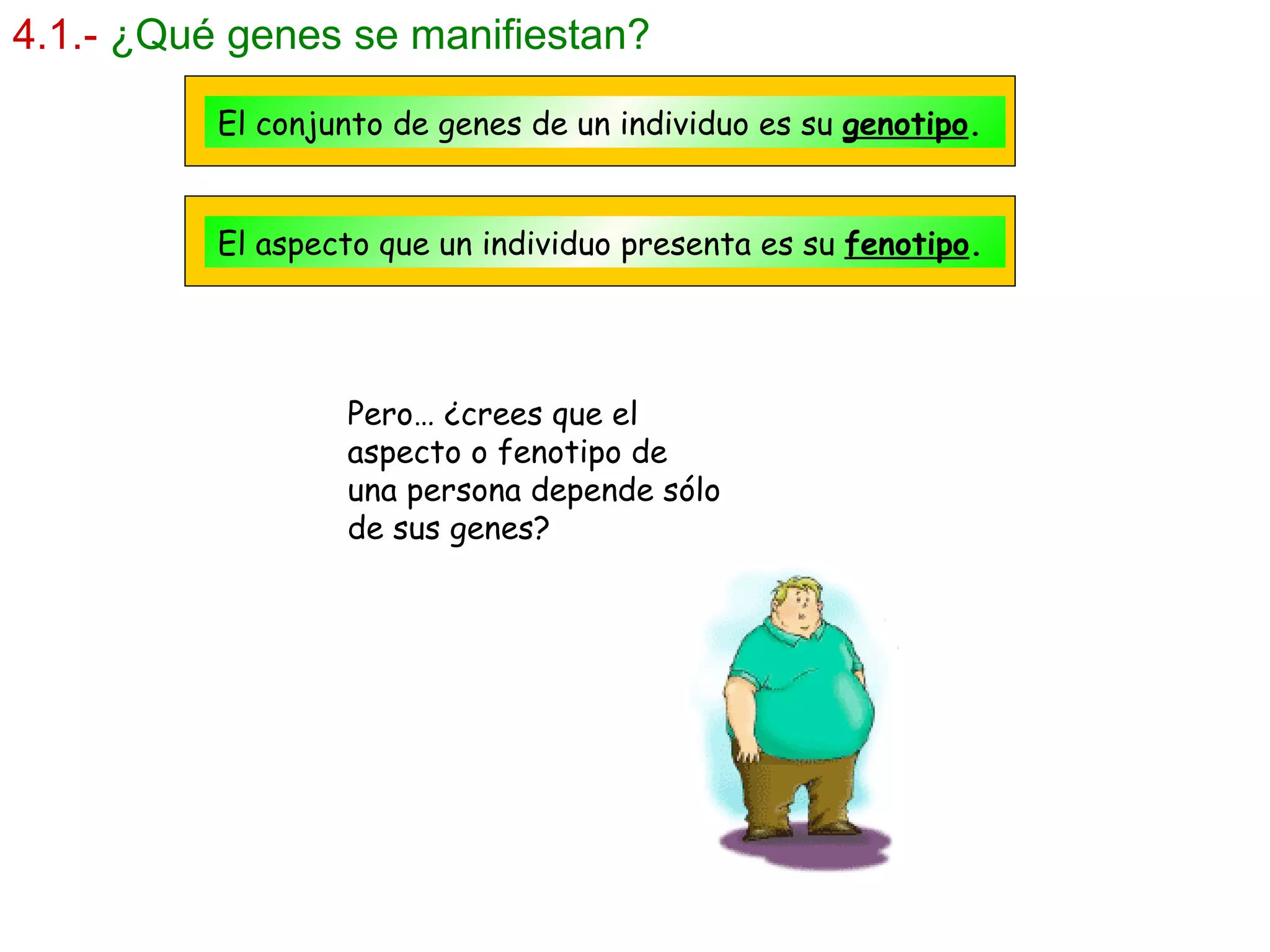 4.1.-   ¿Qué genes se manifiestan? El conjunto de genes de un individuo es su  genotipo . El aspecto que un individuo presenta es su  fenotipo . Pero… ¿crees que el aspecto o fenotipo de una persona depende sólo de sus genes? 