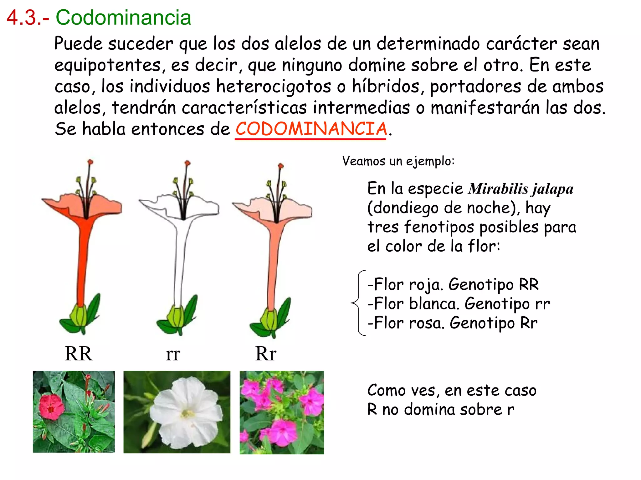 4.3.-   Codominancia Como ves, en este caso R no domina sobre r Veamos un ejemplo: RR   rr  Rr Puede suceder que los dos alelos de un determinado carácter sean equipotentes, es decir, que ninguno domine sobre el otro. En este caso, los individuos heterocigotos o híbridos, portadores de ambos alelos, tendrán características intermedias o manifestarán las dos. Se habla entonces de  CODOMINANCIA . En la especie  Mirabilis jalapa  (dondiego de noche), hay tres fenotipos posibles para el color de la flor: Flor roja. Genotipo RR Flor blanca. Genotipo rr Flor rosa. Genotipo Rr 