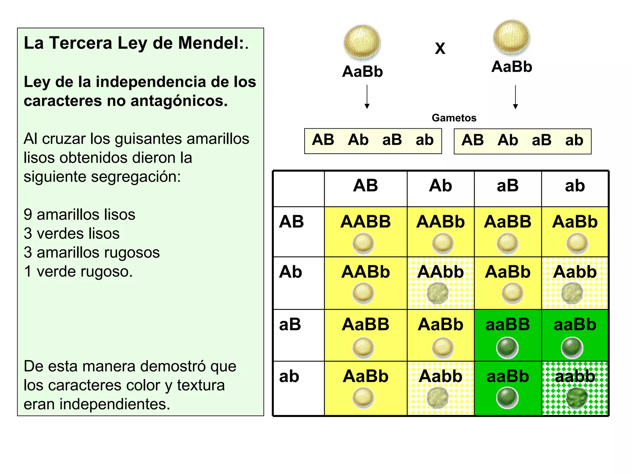 La Tercera Ley de Mendel: .  Ley de la independencia de los caracteres no antagónicos.   Al cruzar los guisantes amarillos lisos obtenidos dieron la siguiente segregación: 9 amarillos lisos 3 verdes lisos 3 amarillos rugosos 1 verde rugoso. De esta manera demostró que los caracteres color y textura eran independientes. AaBb X AB  Ab  aB  ab  AB  Ab  aB  ab  AaBb Gametos aabb aaBb Aabb AaBb ab aaBb aaBB AaBb AaBB aB Aabb AaBb AAbb AABb Ab AaBb AaBB AABb AABB AB ab aB Ab AB 