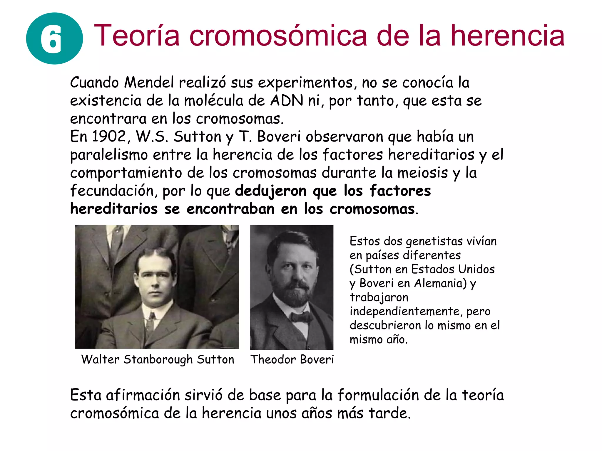 Teoría cromosómica de la herencia Cuando Mendel realizó sus experimentos, no se conocía la existencia de la molécula de ADN ni, por tanto, que esta se encontrara en los cromosomas. En 1902, W.S. Sutton y T. Boveri observaron que había un paralelismo entre la herencia de los factores hereditarios y el comportamiento de los cromosomas durante la meiosis y la fecundación, por lo que  dedujeron que los factores hereditarios se encontraban en los cromosomas . Walter Stanborough Sutton  Theodor Boveri  Estos dos genetistas vivían en países diferentes (Sutton en Estados Unidos y Boveri en Alemania) y trabajaron independientemente, pero descubrieron lo mismo en el mismo año. Esta afirmación sirvió de base para la formulación de la teoría cromosómica de la herencia unos años más tarde. 6 