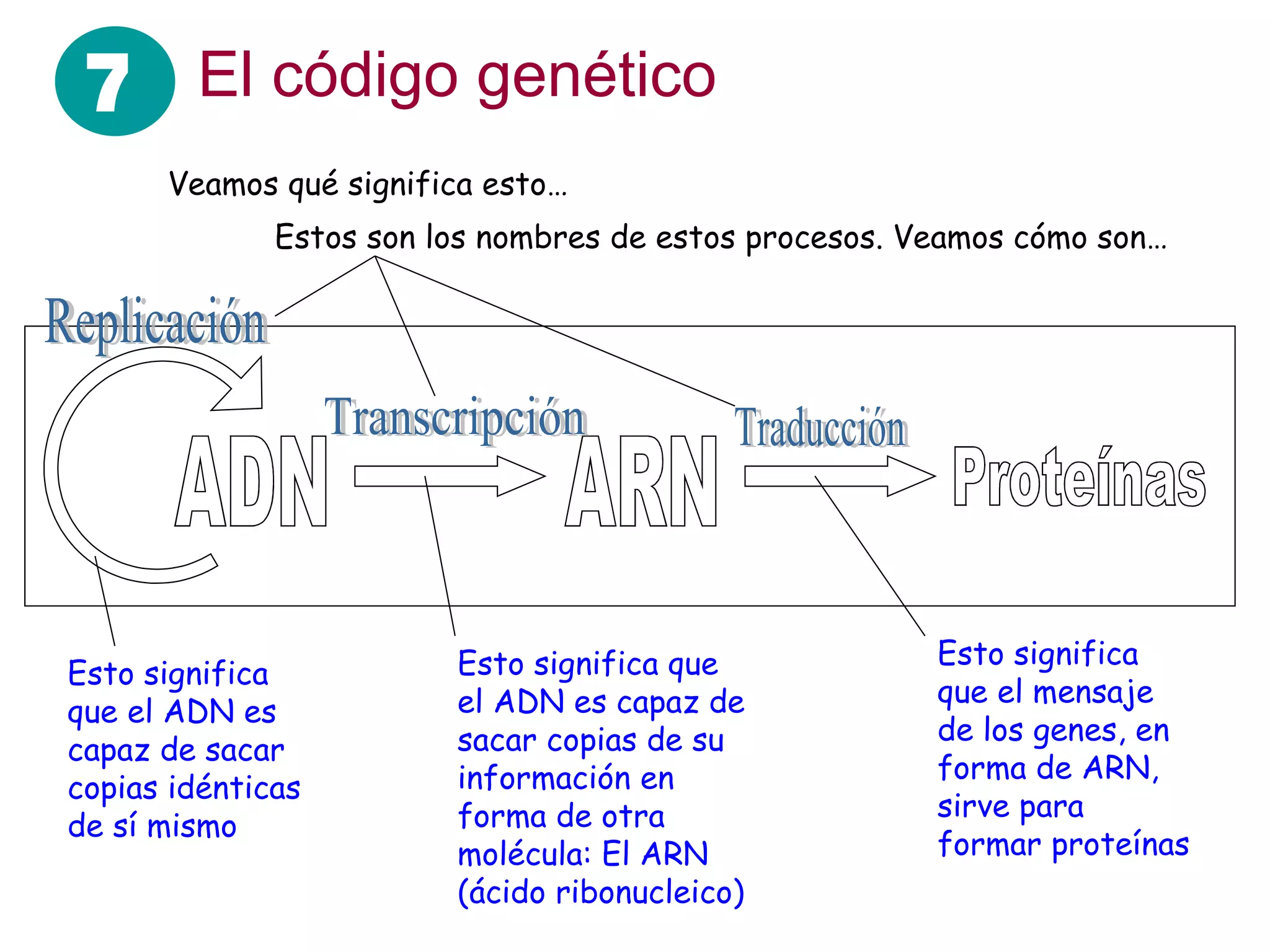 El código genético Esto significa que el ADN es capaz de sacar copias idénticas de sí mismo Esto significa que el ADN es capaz de sacar copias de su información en forma de otra molécula: El ARN (ácido ribonucleico) Esto significa que el mensaje de los genes, en forma de ARN, sirve para formar proteínas Veamos qué significa esto… Replicación Transcripción Traducción Estos son los nombres de estos procesos. Veamos cómo son… 7 ADN ARN Proteínas 