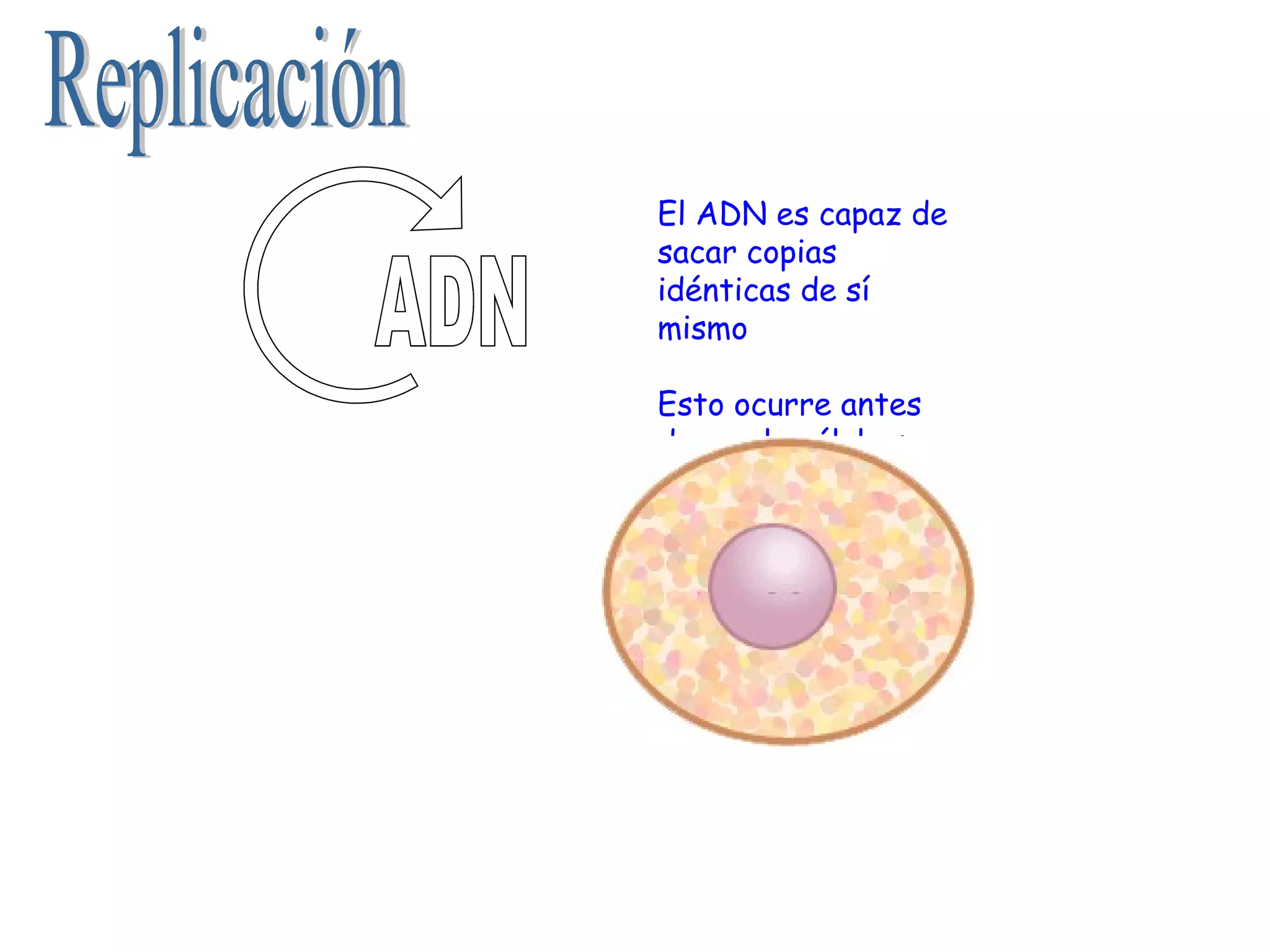 Replicación ADN El ADN es capaz de sacar copias idénticas de sí mismo Esto ocurre antes de que la célula se divida. Esto es lógico, puesto que las células hijas deben llevar toda la información genética. 