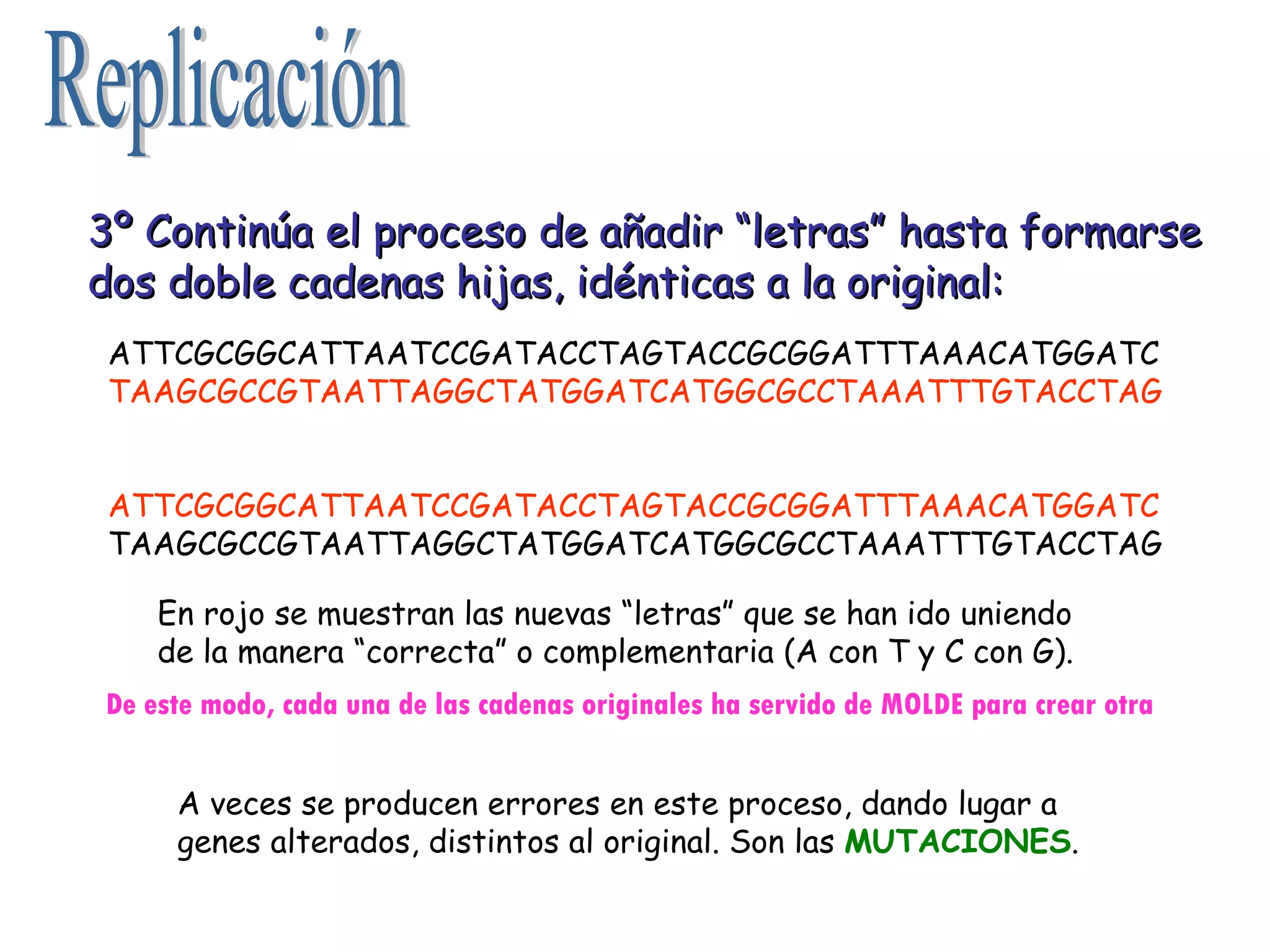 Replicación 3º Continúa el proceso de añadir “letras” hasta formarse dos doble cadenas hijas, idénticas a la original: ATTCGCGGCATTAATCCGATACCTAGTACCGCGGATTTAAACATGGATC TAAGCGCCGTAATTAGGCTATGGATCATGGCGCCTAAATTTGTACCTAG ATTCGCGGCATTAATCCGATACCTAGTACCGCGGATTTAAACATGGATC TAAGCGCCGTAATTAGGCTATGGATCATGGCGCCTAAATTTGTACCTAG En rojo se muestran las nuevas “letras” que se han ido uniendo de la manera “correcta” o complementaria (A con T y C con G). De este modo, cada una de las cadenas originales ha servido de MOLDE para crear otra A veces se producen errores en este proceso, dando lugar a genes alterados, distintos al original. Son las  MUTACIONES . 