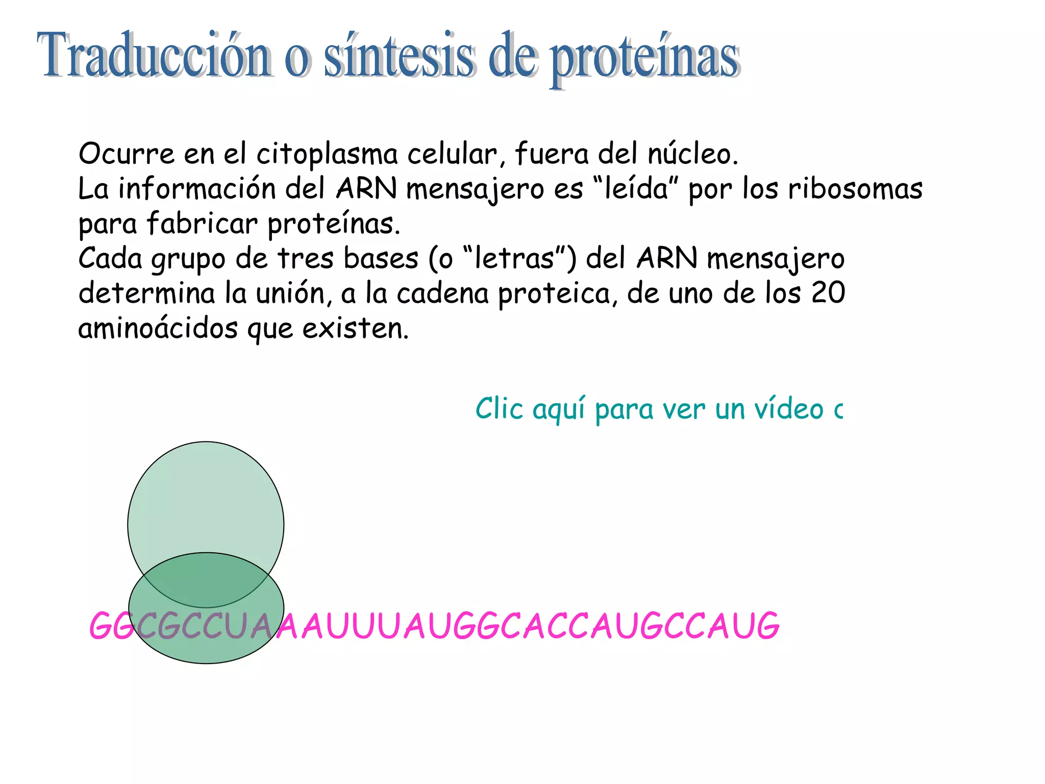 Traducción o síntesis de proteínas GGCGCCUAAAUUUAUGGCACCAUGCCAUG Ocurre en el citoplasma celular, fuera del núcleo. La información del ARN mensajero es “leída” por los ribosomas para fabricar proteínas. Cada grupo de tres bases (o “letras”) del ARN mensajero determina la unión, a la cadena proteica, de uno de los 20 aminoácidos que existen. Clic aquí para ver un vídeo de la traducción o síntesis de proteínas 