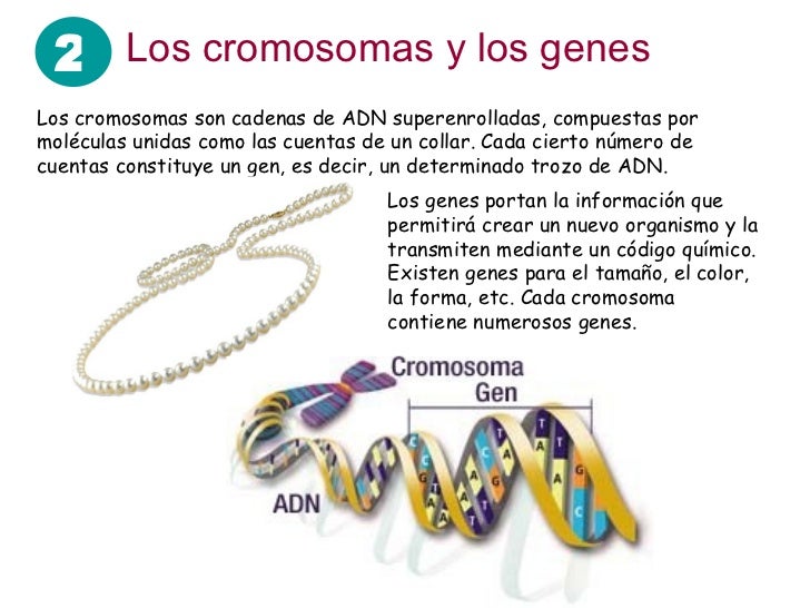 cuantas cadenas de adn tiene un humano genetica cuantas cadenas de adn tiene un humano genetica