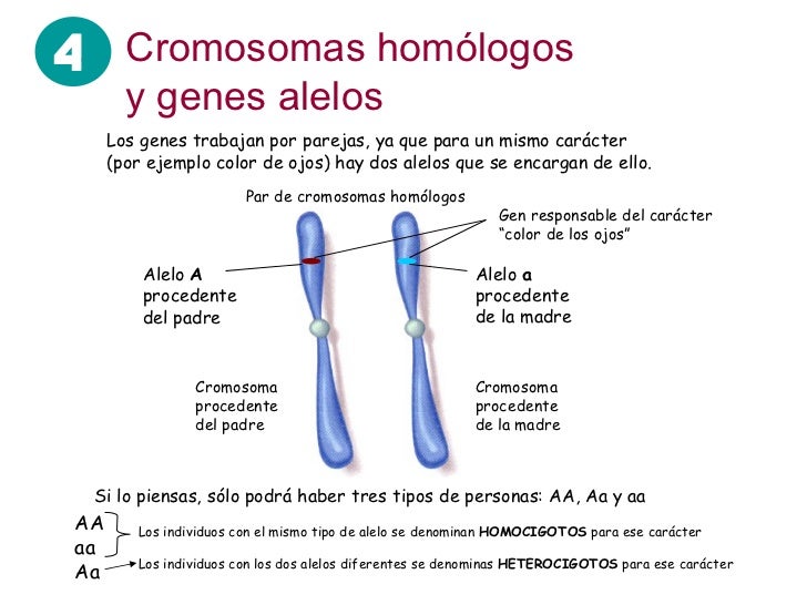 Resultado de imagen para par de cromosomas homologos