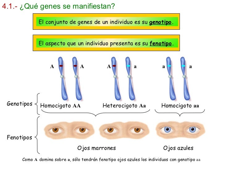 Resultado de imagen para que genes se manifiestan slideshare