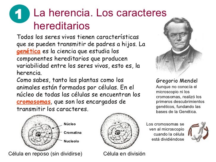 Genetica