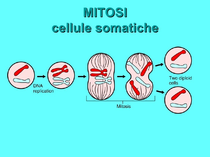 Le Cellule Somatiche Che In Un Tessuto Mitoticamente Attivo