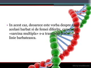 In acestcaz, deoareceestevorbadespreunulsiacelasibarbatsi de femeidiferite, caracterul «sarcinamultipla» s-a transmis, probabil, peliniebarbateasca.