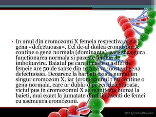 In unul din cromozomi X femeiarespectiva are o gena «defectuoasa». Cel de-al doileacromozom X contine o genanormala (dominanta), care siasigurafunctionareanormalasipazestefemeia de imbolnavire. Baiatulpe care ilnaste o astfel de femeie are 50 de sanse din 100 ca vamostenigenadefectuoasa. Deoarece la barbatiexistanumai un singurcromozom X, iar (cromozomul t nu contine o genanormala, care ardubla-o peceadefectuoasa, viciul pus in cromozomul X se manifestanumai la baieti, mai exact la jumatate din fiiinascuti de femei cu asemeneacromozomi.