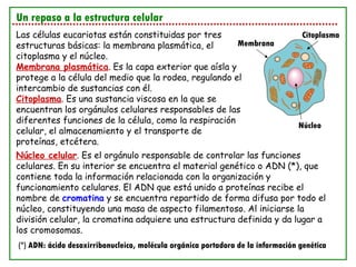 Un repaso a la estructura celular Las células eucariotas están constituidas por tres estructuras básicas: la membrana plasmática, el citoplasma y el núcleo. Membrana plasmática . Es la capa exterior que aísla y protege a la célula del medio que la rodea, regulando el intercambio de sustancias con él. Citoplasma . Es una sustancia viscosa en la que se encuentran los orgánulos celulares responsables de las diferentes funciones de la célula, como la respiración celular, el almacenamiento y el transporte de proteínas, etcétera. Núcleo celular . Es el orgánulo responsable de controlar las funciones celulares. En su interior se encuentra el material genético o ADN (*), que contiene toda la información relacionada con la organización y funcionamiento celulares. El ADN que está unido a proteínas recibe el nombre de  cromatina  y se encuentra repartido de forma difusa por todo el núcleo, constituyendo una masa de aspecto filamentoso. Al iniciarse la división celular, la cromatina adquiere una estructura definida y da lugar a los cromosomas. Membrana Citoplasma Núcleo (*) ADN: ácido desoxirribonucleico, molécula orgánica portadora de la información genética 