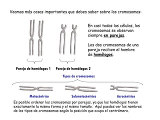 Veamos más cosas importantes que debes saber sobre los cromosomas: En casi todas las células, los cromosomas se observan siempre  en parejas . Los dos cromosomas de una pareja reciben el hombre de  homólogos . Pareja de homólogos 1  Pareja de homólogos 2 Metacéntrico  Submetacéntrico  Acrocéntrico Es posible ordenar los cromosomas por parejas, ya que los homólogos tienen exactamente la misma forma y el mismo tamaño.  Aquí puedes ver los nombres de los tipos de cromosomas según la posición que ocupa el centrómero. Tipos de cromosomas 