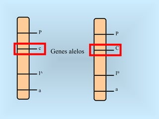 P c I A a P C I B a Genes alelos 