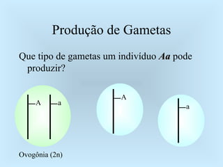 Produção de Gametas Que tipo de gametas um indivíduo  Aa  pode produzir? A a Ovogônia (2n) A a 