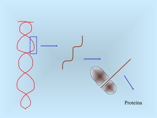 Proteína 