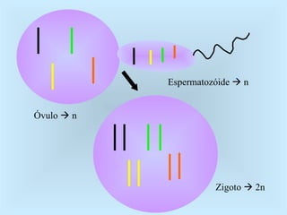 Óvulo    n Espermatozóide    n Zigoto    2n 