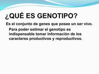 ¿QUÉ ES GENOTIPO?Es el conjunto de genes que posee un ser vivo. Para poder estimar el genotipo es indispensable tomar información de los caracteres productivos y reproductivos.