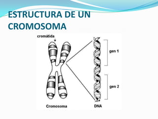 ESTRUCTURA DE UN CROMOSOMA