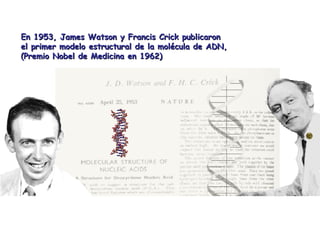 En 1953, James Watson y Francis Crick publicaronEn 1953, James Watson y Francis Crick publicaron
el primer modelo estructural de la molécula de ADN,el primer modelo estructural de la molécula de ADN,
(Premio Nobel de Medicina en 1962)(Premio Nobel de Medicina en 1962)
 