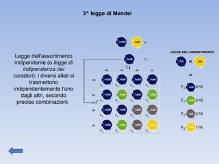 Legge dell'assortimento indipendente (o  legge di indipendenza dei caratteri ): i diversi alleli si trasmettono indipendentemente l'uno dagli altri, secondo precise combinazioni.   3^ legge di Mendel 