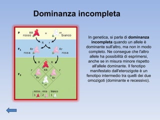 Dominanza incompleta In genetica, si parla di  dominanza incompleta  quando un allele è dominante sull'altro, ma non in modo completo. Ne consegue che l'altro allele ha possibilità di esprimersi, anche se in misura minore rispetto all'allele dominante. Il fenotipo manifestato dall'eterozigote è un fenotipo intermedio tra quelli dei due omozigoti (dominante e recessivo). 