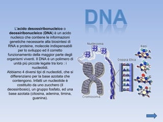 L' acido desossiribonucleico  o  deossiribonucleico  ( DNA ) è un acido nucleico che contiene le informazioni genetiche necessarie alla biosintesi di RNA e proteine, molecole indispensabili per lo sviluppo ed il corretto funzionamento della maggior parte degli organismi viventi. Il DNA è un polimero di unità più piccole legate tra loro : i nucleotidi. Abbiamo 4 diversi tipi di nucleotidi, che si differenziano per la base azotata che contengono. Infatti un nucleotide è costituito da uno zucchero (il deossiribosio), un gruppo fosfato, ed una base azotata (citosina, adenina, timina, guanina). 
