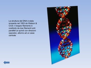 La struttura del DNA è stata scoperta nel 1953 da Watson & Crick: il doppio filamento è costituito da due filamenti anti paralleli (e quindi con direzioni opposte), attorno ad un asse centrale 